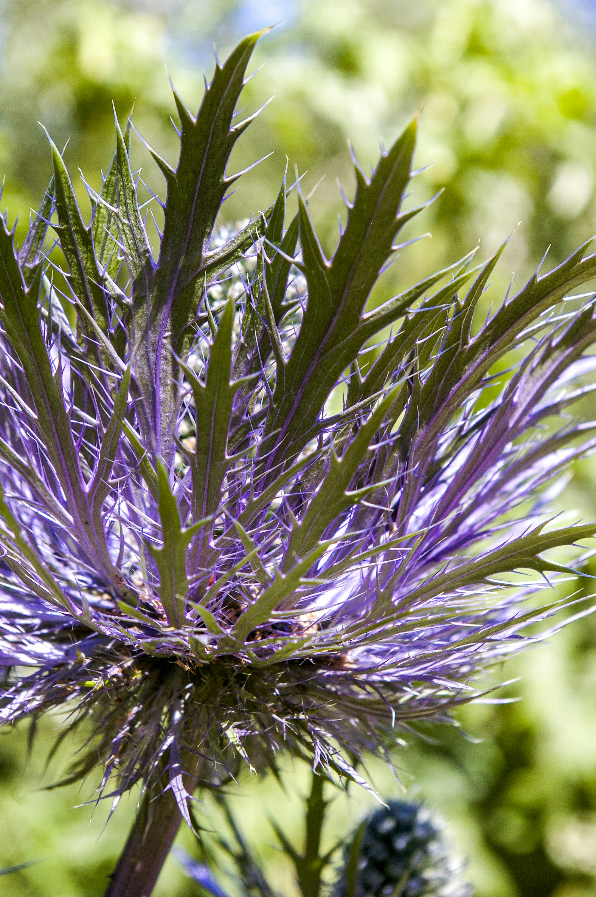 purple flower in close up photography